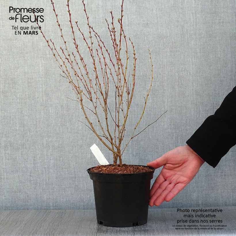 Amostra de Sambucus nigra Thundercloud - Sureau noir Vaso de 3 L/4 L tal como entregue no inverno