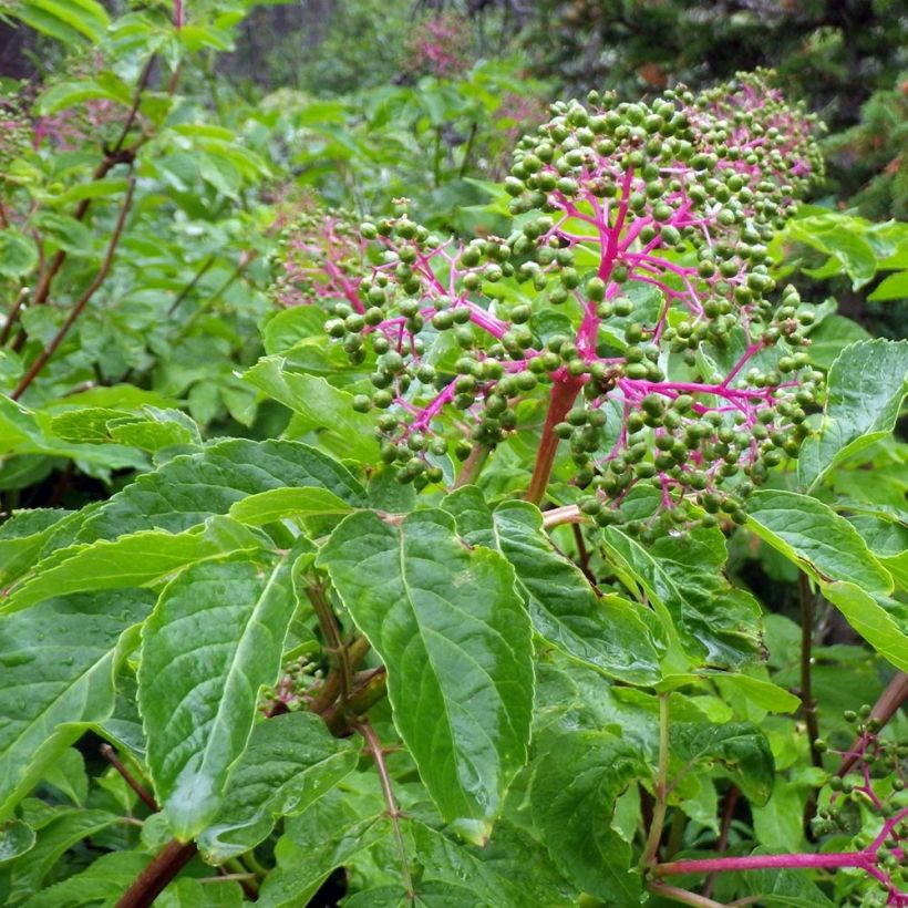 Sambucus racemosa - Sabugueiro-vermelho (Folhagem)