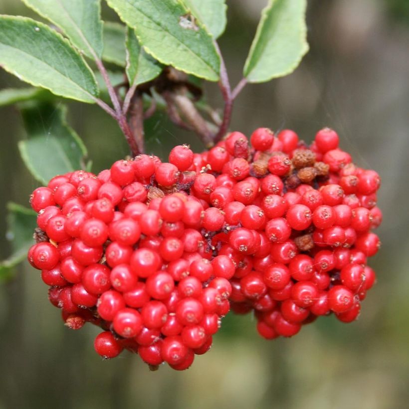 Sambucus racemosa - Sabugueiro-vermelho (Colheita)