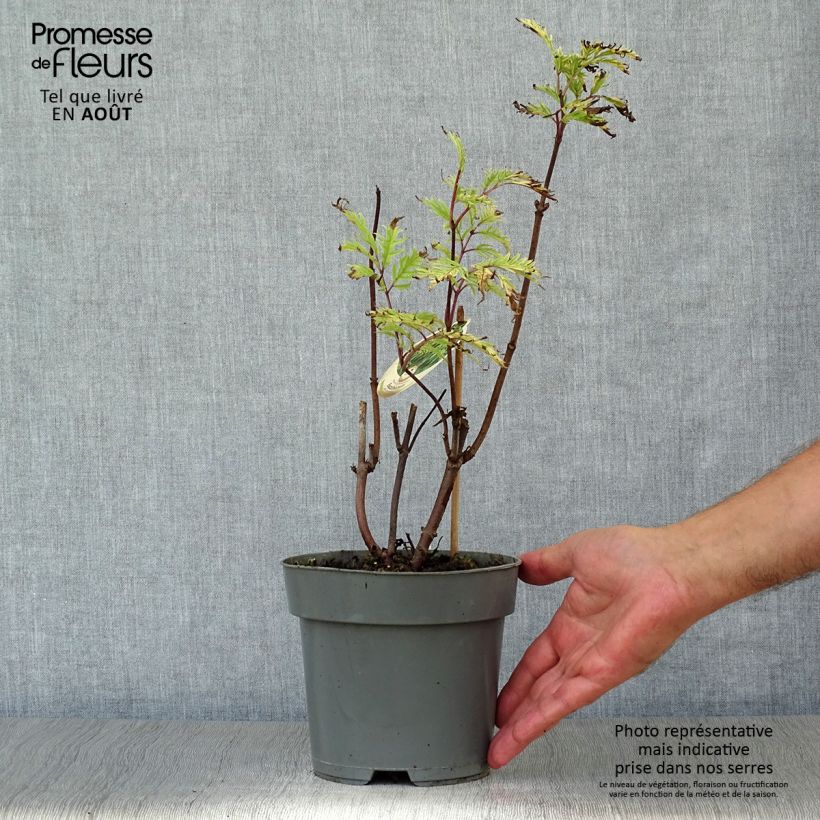 Amostra de Sambucus racemosa Plumosa Aurea Vaso de 2 L/3 L tal como entregue no verão