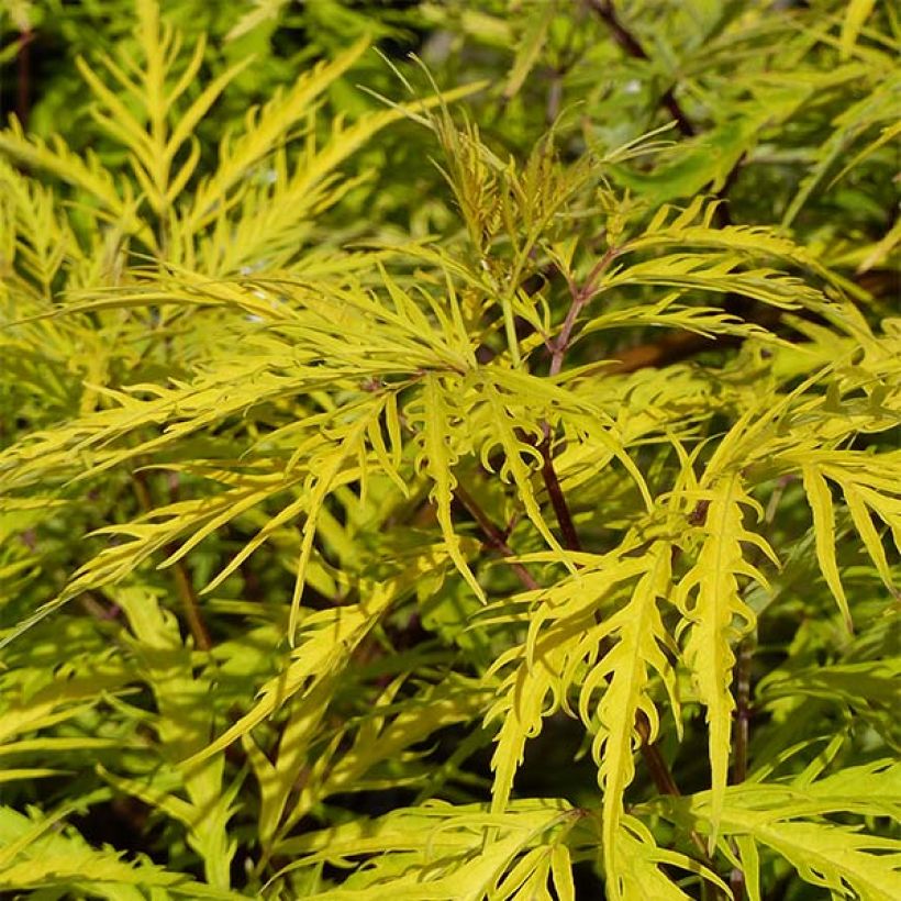 Sambucus racemosa Welsh Gold (Folhagem)