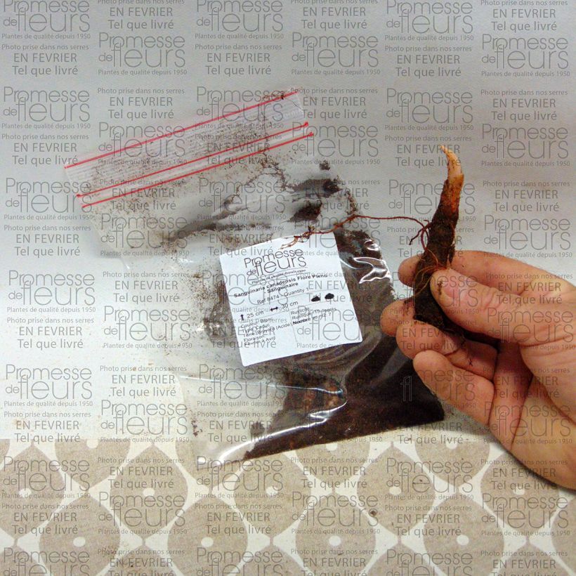 Exemplo de amostra de Sanguinaria canadensis Flore Pleno - Sanguinaire Bulbo size I tal como entregue