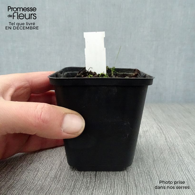 Amostra de Sanguinaria canadensis - Sanguinaire Godet de 8/9 cm tal como entregue no inverno