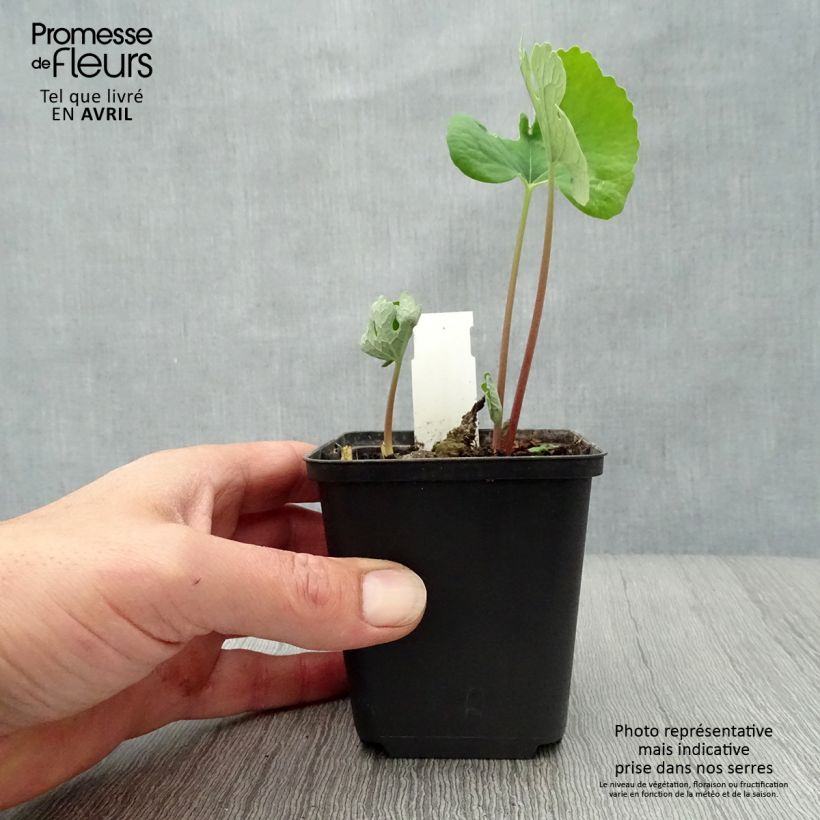 Amostra de Sanguinaria canadensis Vaso de 8/9 cm tal como entregue na primavera