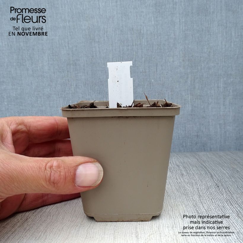 Amostra de Sanguinaria canadensis Vaso de 8/9 cm tal como entregue no outono