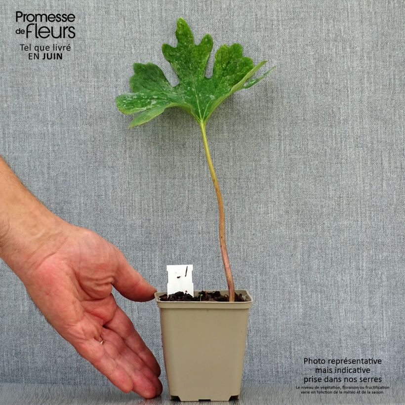 Amostra de Sanguinaria canadensis Vaso de 8/9 cm tal como entregue no verão