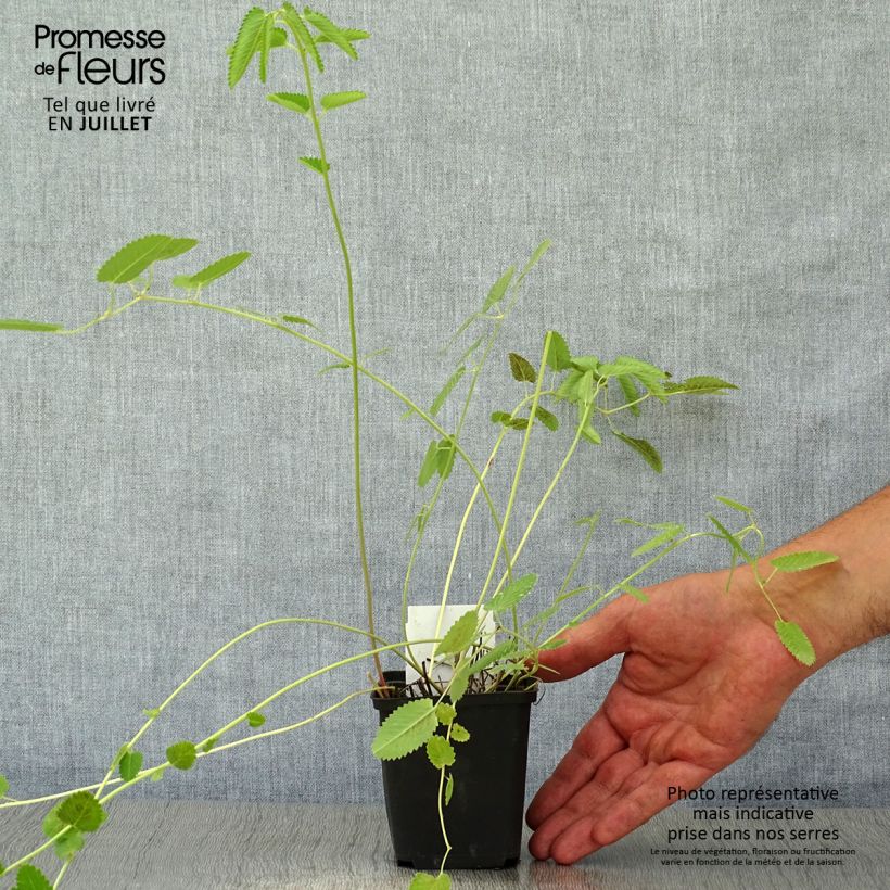 Amostra de Sanguisorba tenuifolia Cangshan Cranberry Vaso de 8/9 cm tal como entregue no verão