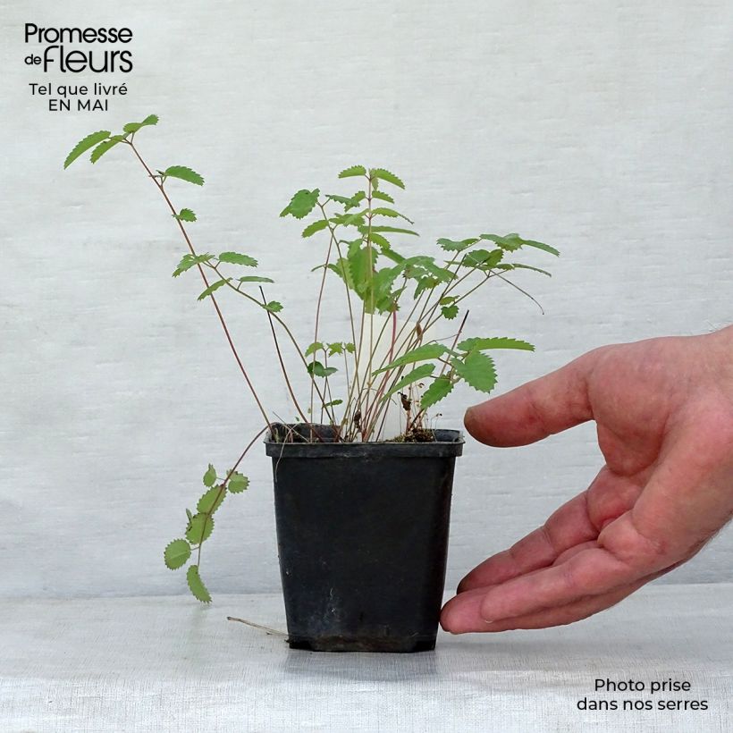 Amostra de Sanguisorba tenuifolia Cangshan Cranberry Vaso de 8/9 cm tal como entregue na primavera