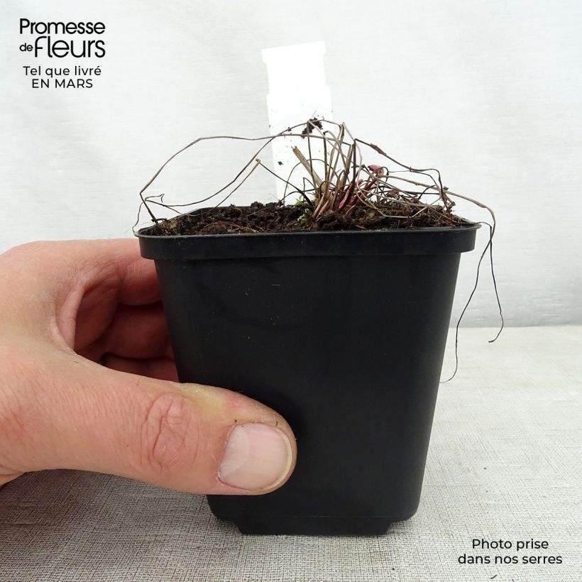 Amostra de Sanguisorba officinalis Chocolate Tip Vaso de 8/9 cm tal como entregue na primavera