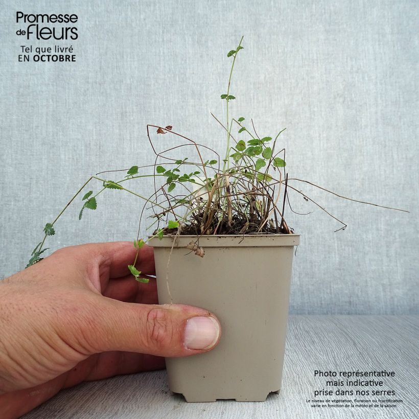 Amostra de Sanguisorba officinalis Chocolate Tip Vaso de 8/9 cm tal como entregue no outono