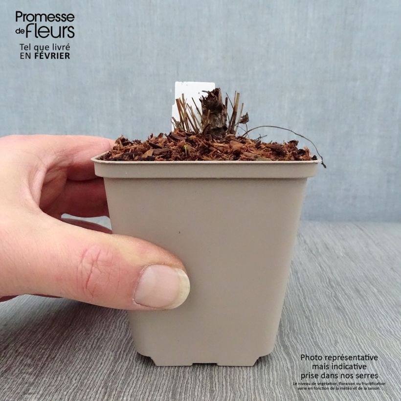 Amostra de Sanguisorba Chocolate Tip Vaso de 8/9 cm tal como entregue no inverno