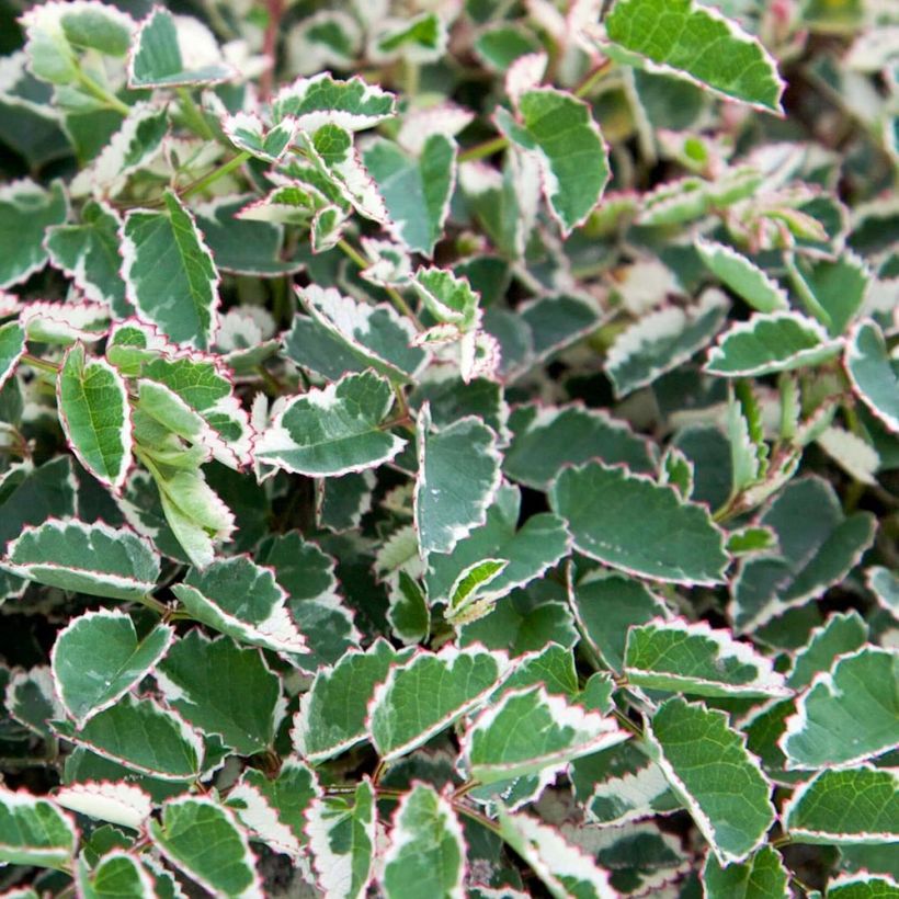Sanguisorba Little Angel (Folhagem)