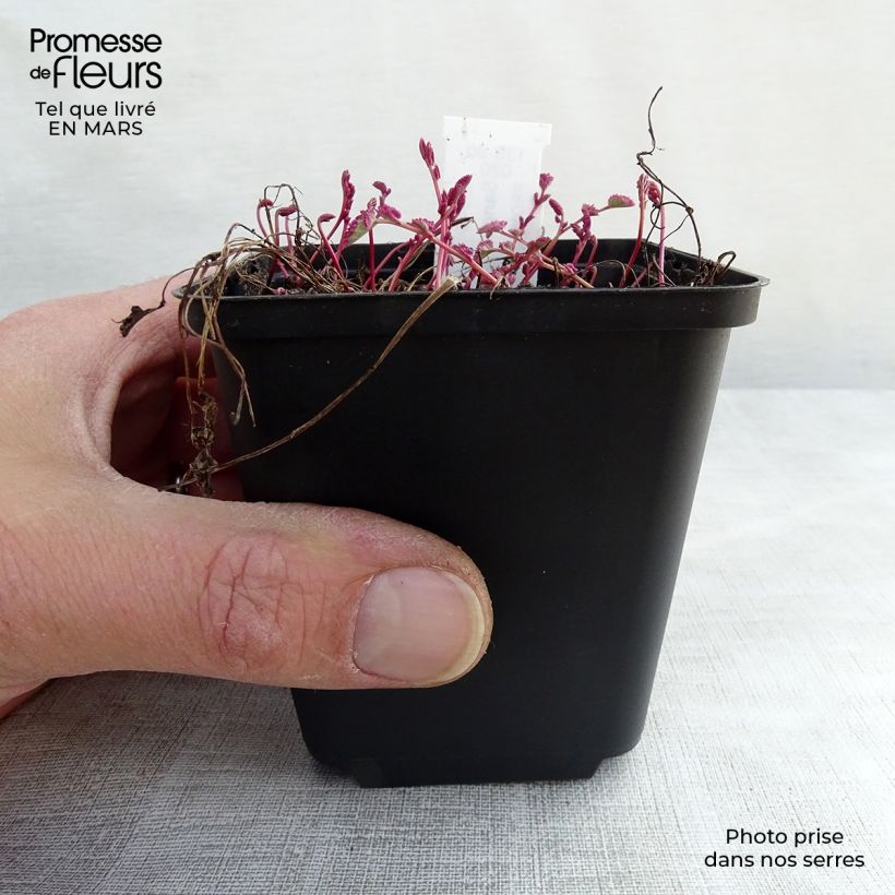 Amostra de Sanguisorba Little Angel Vaso de 8/9 cm tal como entregue na primavera