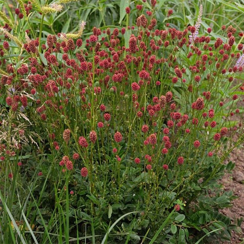Sanguisorba Proud Mary (Floração)
