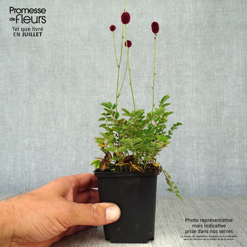 Amostra de Sanguisorba Proud Mary Vaso de 8/9 cm tal como entregue no verão