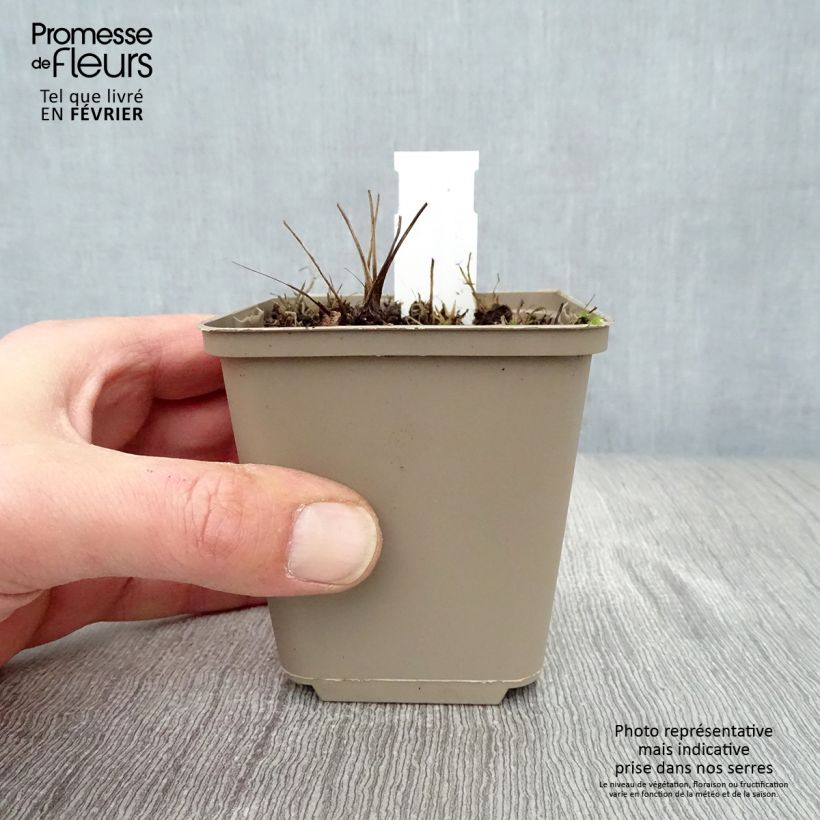 Amostra de Sanguisorba Proud Mary Vaso de 8/9 cm tal como entregue no inverno