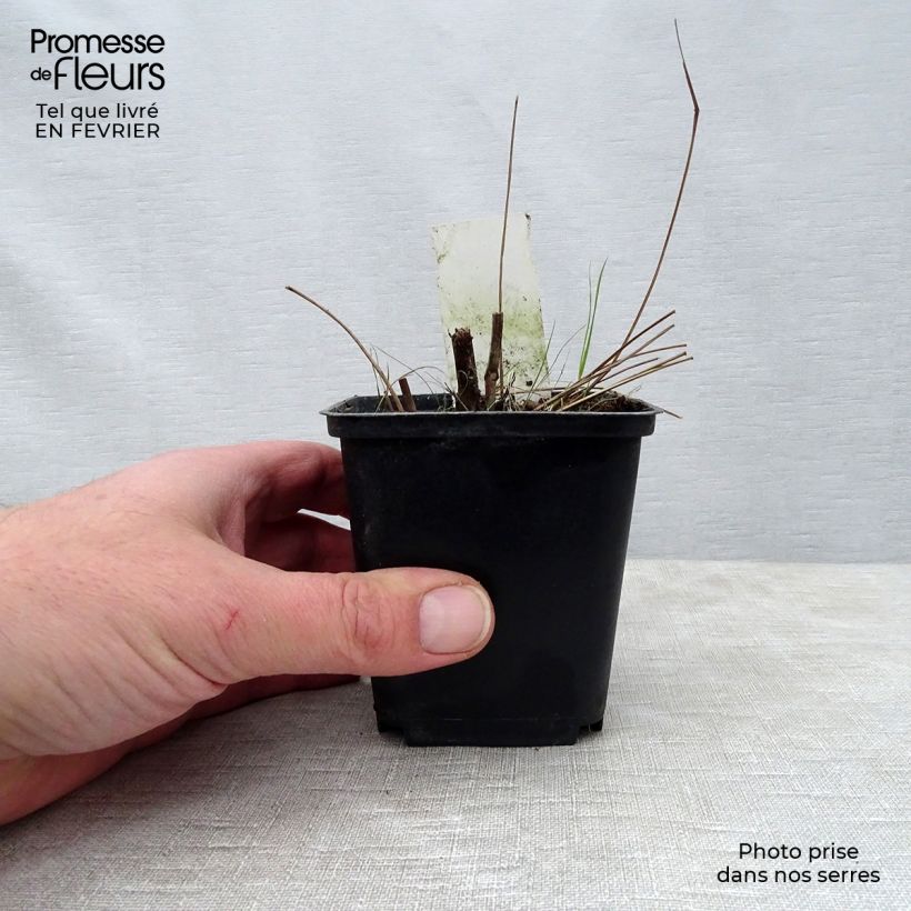 Amostra de Sanguisorba Red Thunder Vaso de 8/9 cm tal como entregue no inverno