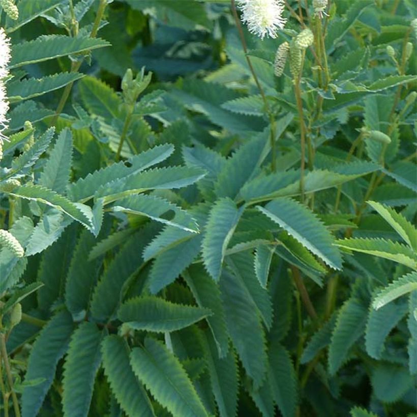 Sanguisorba canadensis (Folhagem)