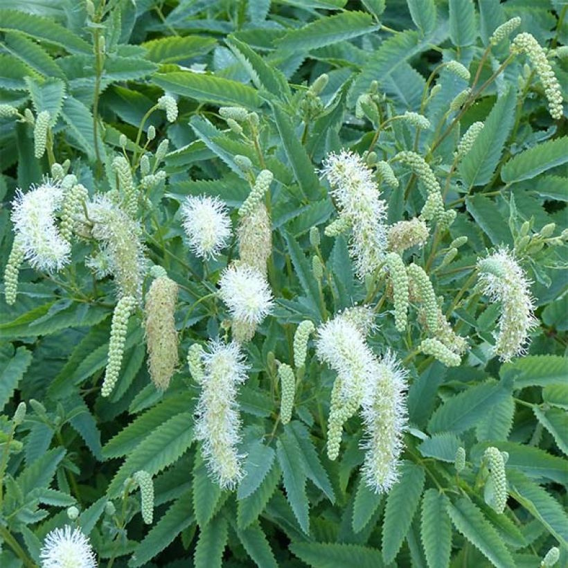 Sanguisorba canadensis (Floração)