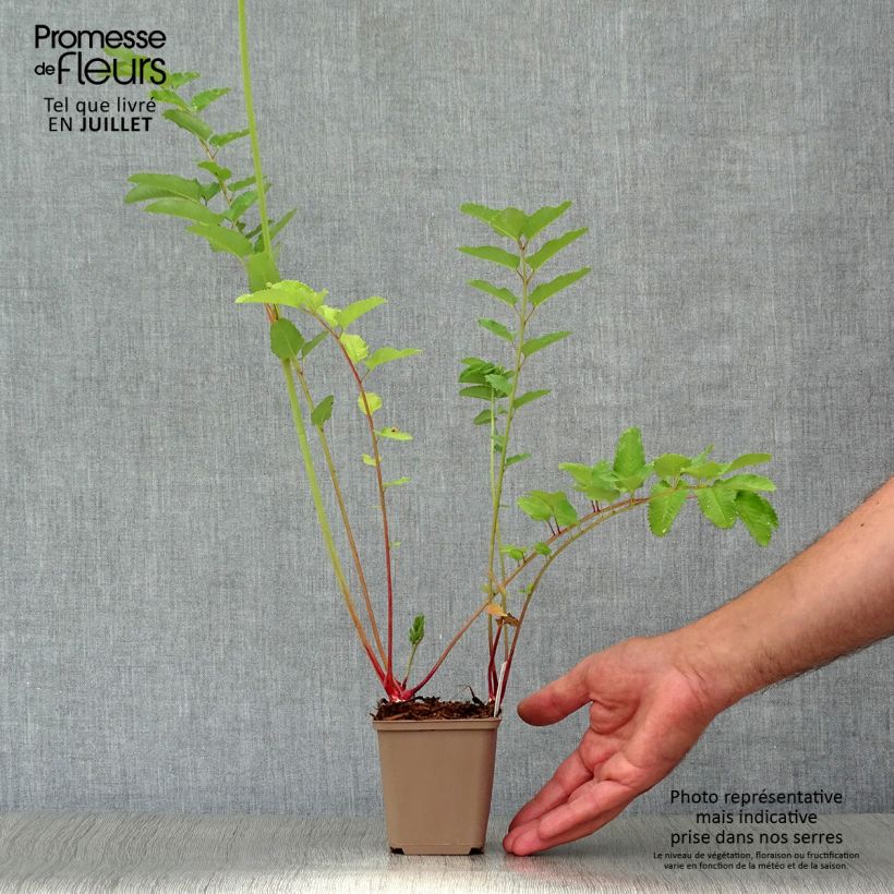 Amostra de Sanguisorba canadensis Vaso de 8/9 cm tal como entregue no verão