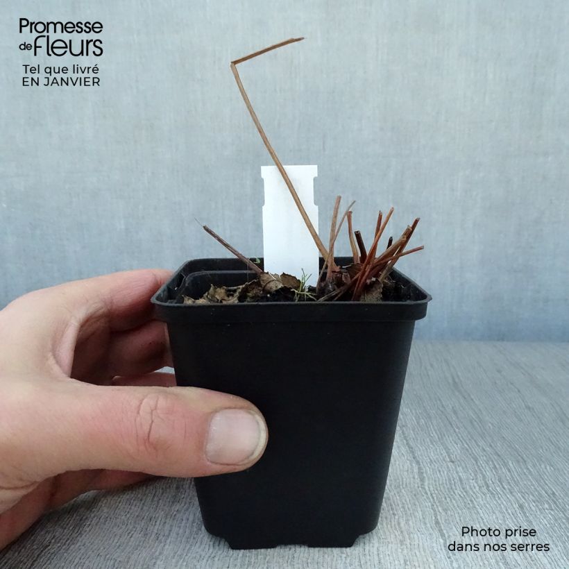 Amostra de Sanguisorba canadensis - Pimprenelle du Canada Vaso de 8/9 cm tal como entregue no inverno