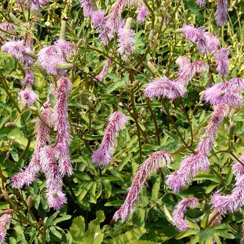 Sanguisorba hakusanensis (Floração)