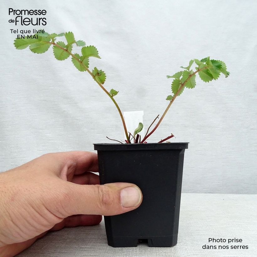 Amostra de Sanguisorba hakusanensis Vaso de 8/9 cm tal como entregue na primavera