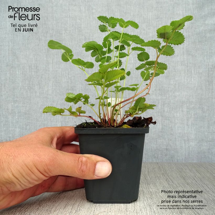Amostra de Sanguisorba hakusanensis Vaso de 8/9 cm tal como entregue no verão