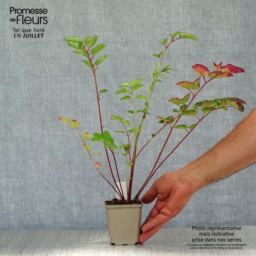 Amostra de Sanguisorba Pink Brushes Vaso de 8/9 cm tal como entregue no verão