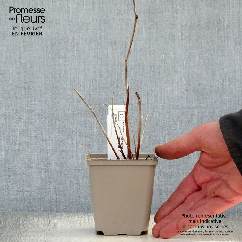 Amostra de Sanguisorba Pink Brushes Vaso de 8/9 cm tal como entregue no inverno