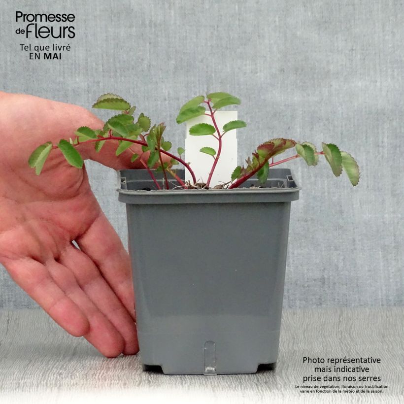 Amostra de Sanguisorba Pink Brushes Vaso de 8/9 cm tal como entregue na primavera