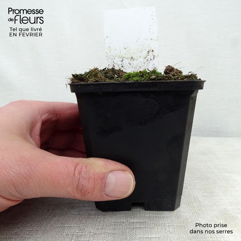 Amostra de Sanguisorba menziesii - Sanguisorbe rouge Vaso de 8/9 cm tal como entregue no inverno