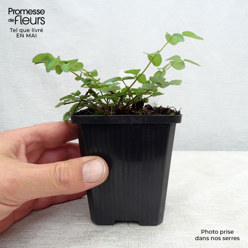 Amostra de Sanguisorba menziesii Vaso de 8/9 cm tal como entregue na primavera