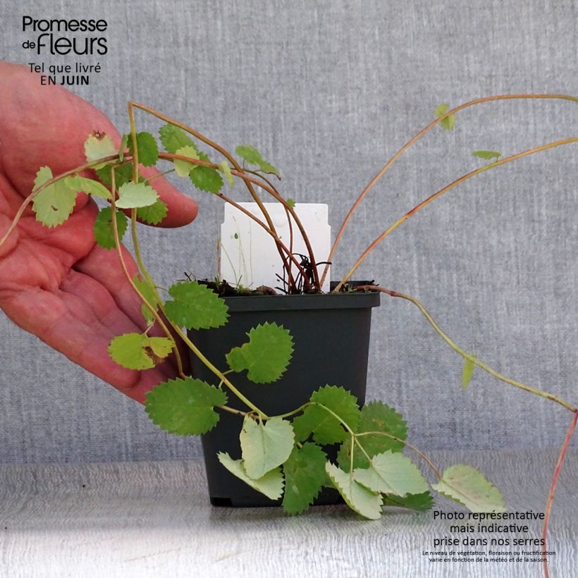 Amostra de Sanguisorba menziesii Vaso de 8/9 cm tal como entregue no verão