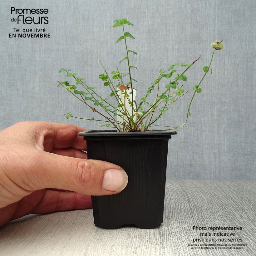 Amostra de Sanguisorba minor Vaso de 7/8 cm tal como entregue no outono