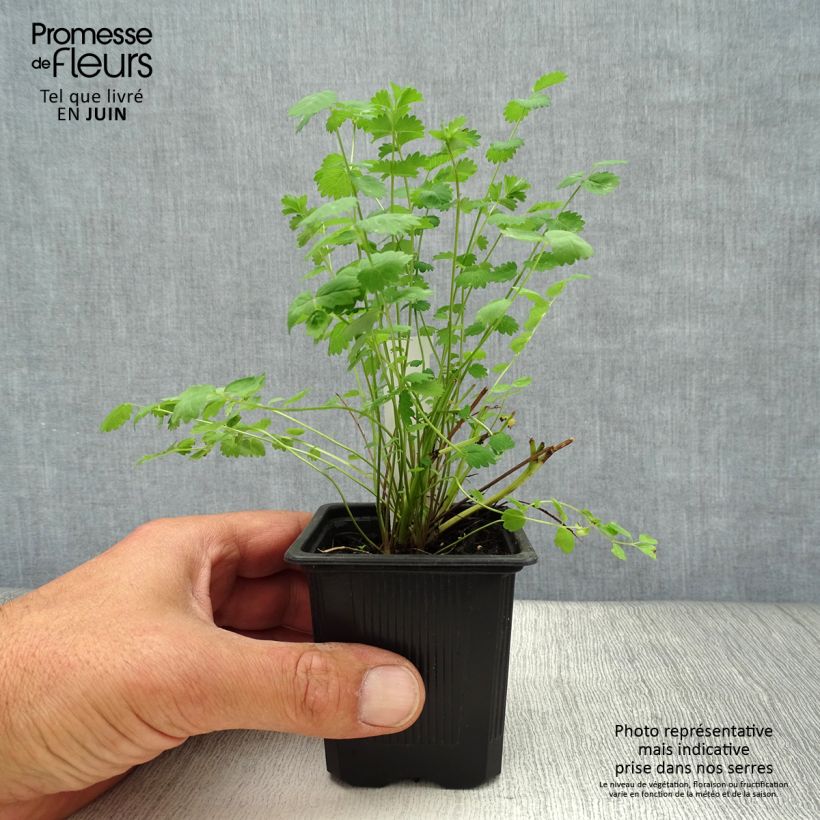 Amostra de Sanguisorba minor Vaso de 7/8 cm tal como entregue no verão