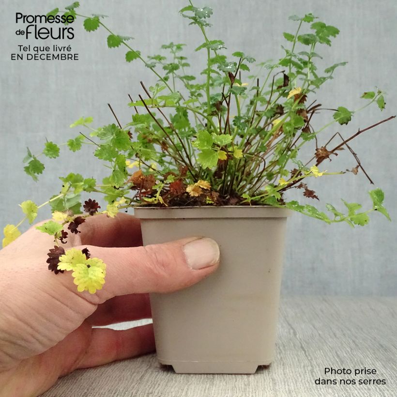 Amostra de Sanguisorba minor - Petite Pimprenelle Vaso de 7/8 cm tal como entregue no inverno
