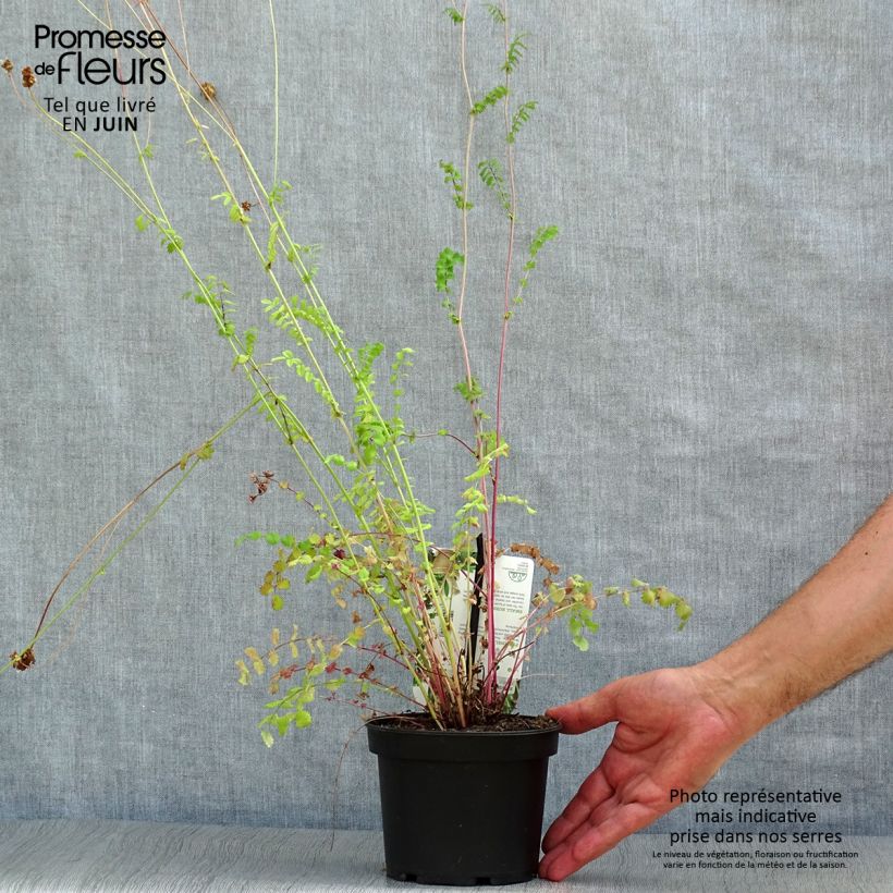 Amostra de Sanguisorba minor Vaso de 1,5 L/2 L tal como entregue no verão