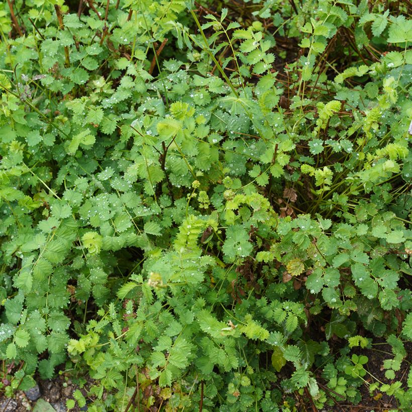 Sanguisorba minor (Hábito)