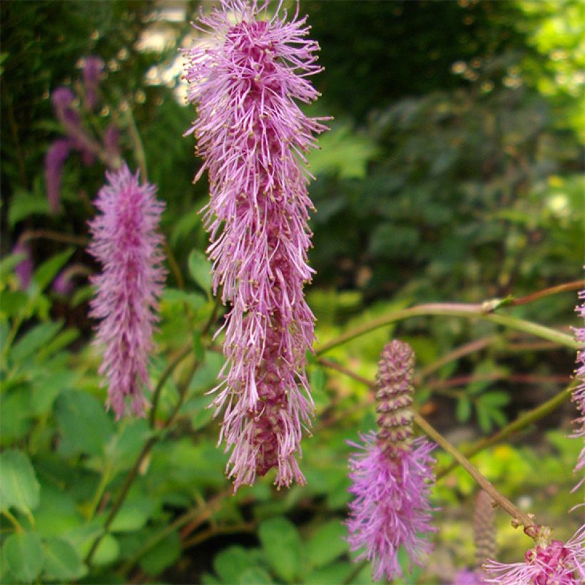 Sanguisorba obtusa (Floração)