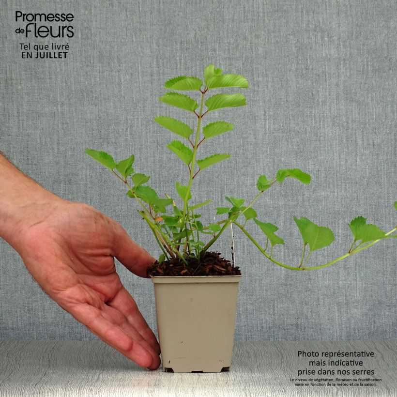 Amostra de Sanguisorba obtusa Vaso de 8/9 cm tal como entregue no verão