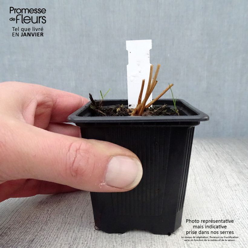 Amostra de Sanguisorba obtusa - Pimprenelle japonaise Vaso de 8/9 cm tal como entregue no inverno