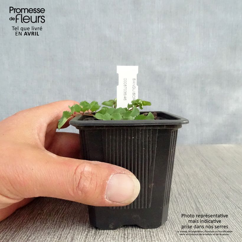 Amostra de Sanguisorba obtusa Vaso de 8/9 cm tal como entregue na primavera