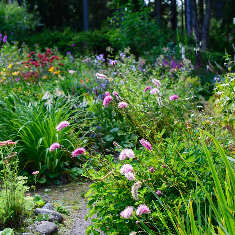Sanguisorba obtusa (Hábito)