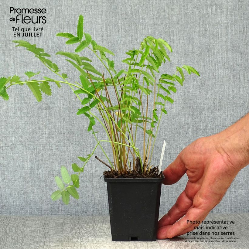 Amostra de Sanguisorba officinalis Arnhem Vaso de 8/9 cm tal como entregue no verão