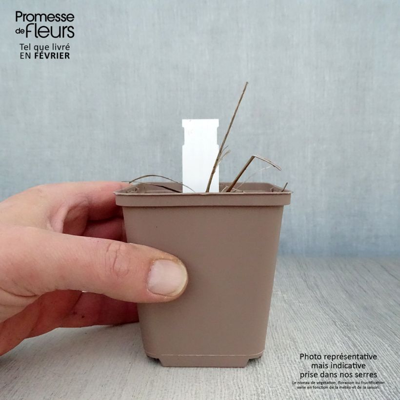 Amostra de Sanguisorba officinalis Arnhem Vaso de 8/9 cm tal como entregue no inverno