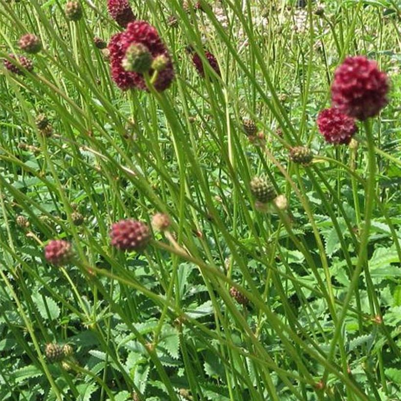Sanguisorba officinalis Morning Select (Floração)