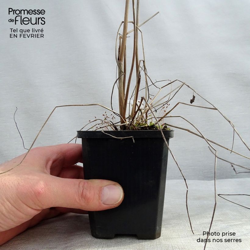 Amostra de Sanguisorba officinalis Morning Select - Pimprenelle Godet de 8/9 cm tal como entregue no inverno