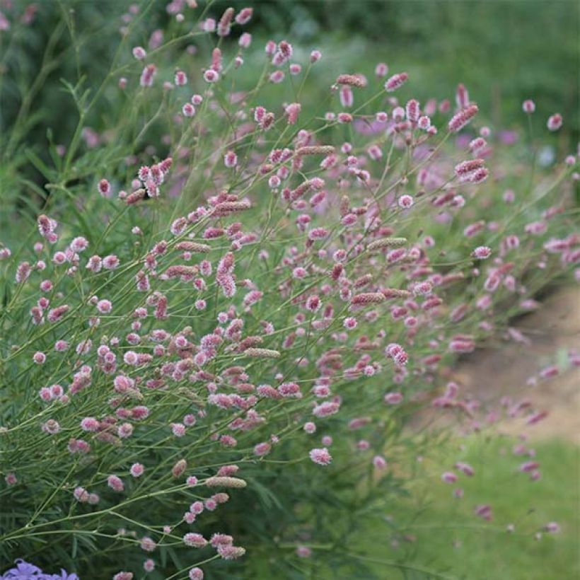 Sanguisorba officinalis Pink Tanna (Floração)