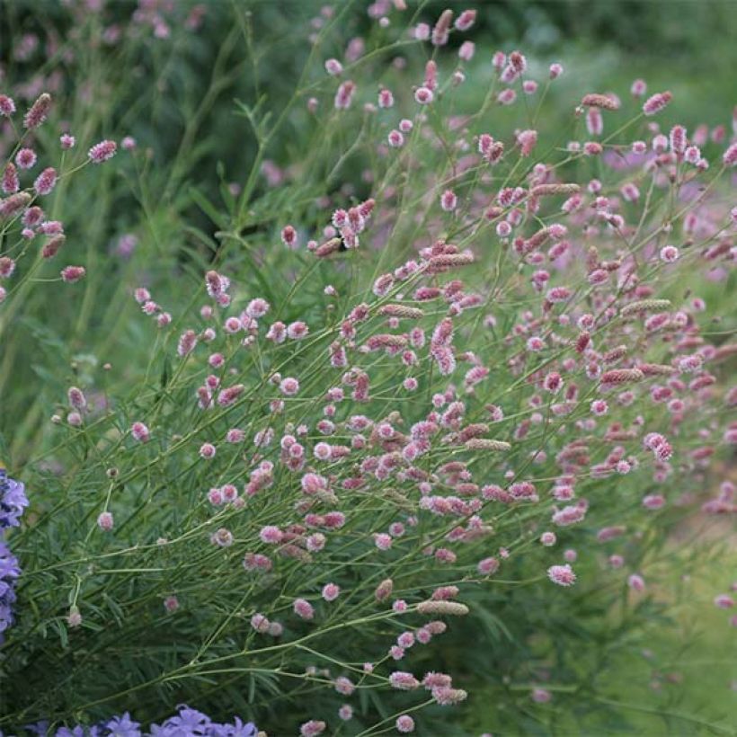 Sanguisorba officinalis Pink Tanna (Hábito)